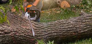 Reliable Darien, WI Tree Care Solutions